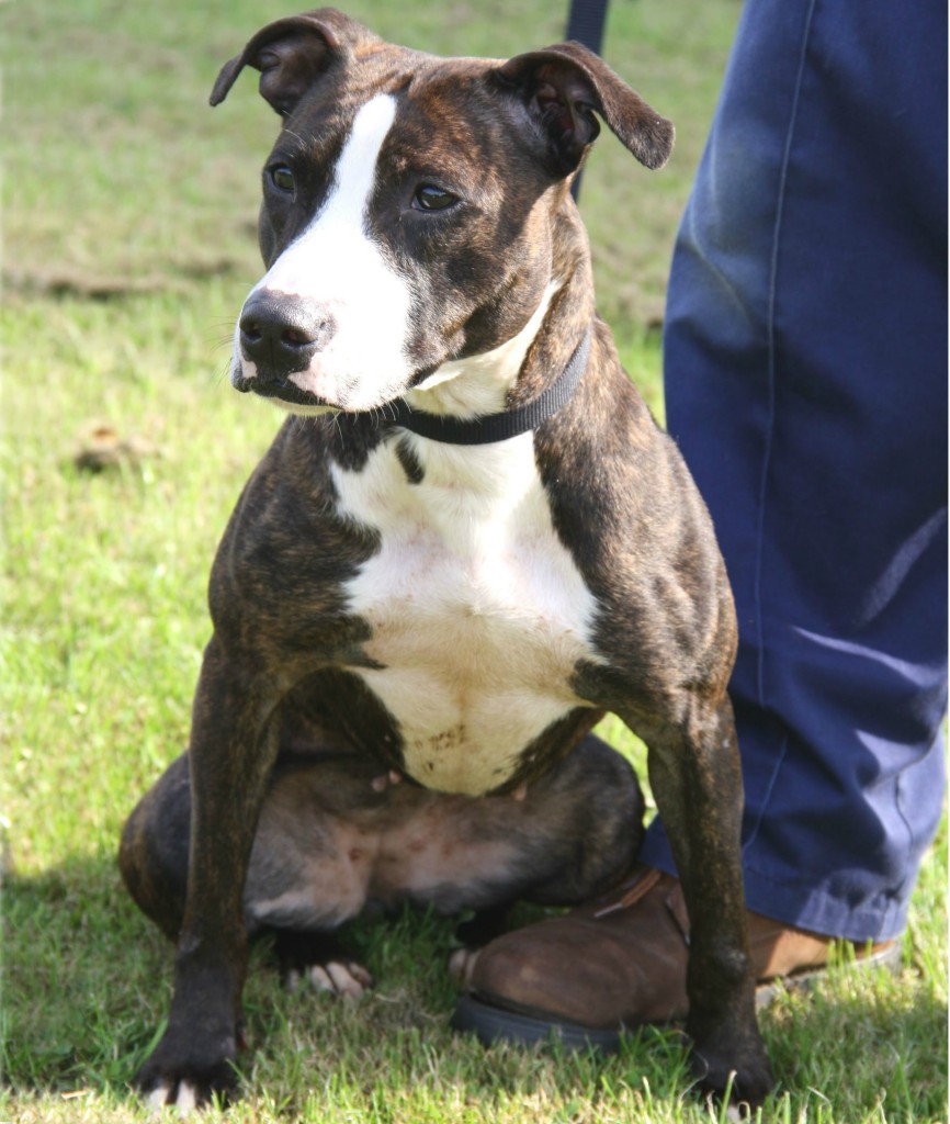 Sasha - 2 year old female Staffordshire Bull Terrier available for adoption