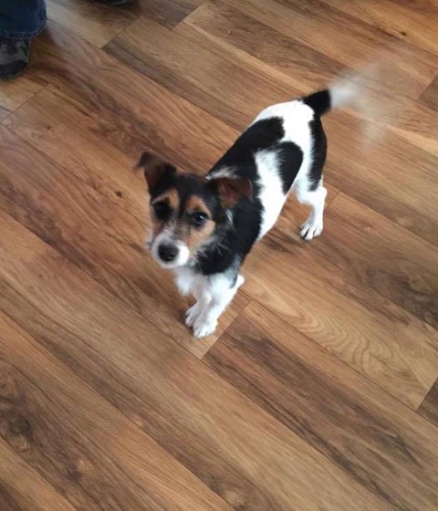 Posts by Jack Russell Terrier Rescue UK | Dogs for Adoption & Rescue ...