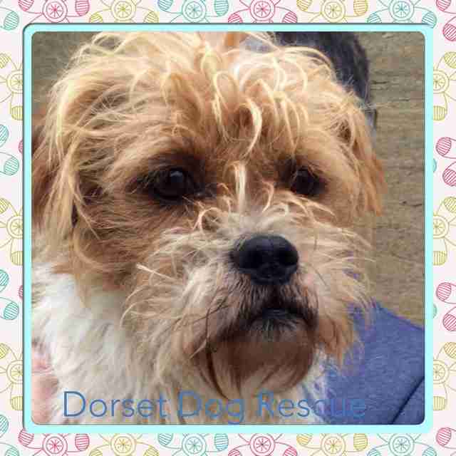 Dorset & Somerset Dog Rescue Dogs for Adoption Page