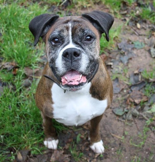 Stitch – 8 year old female Boxer dog for adoption