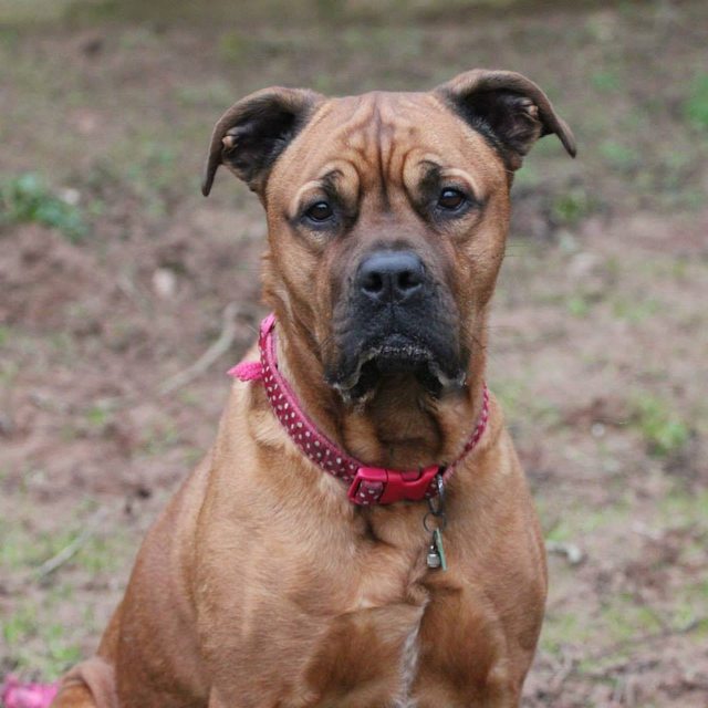 Kali – 4 year old female Boxer cross Bull Mastiff dog for adoption