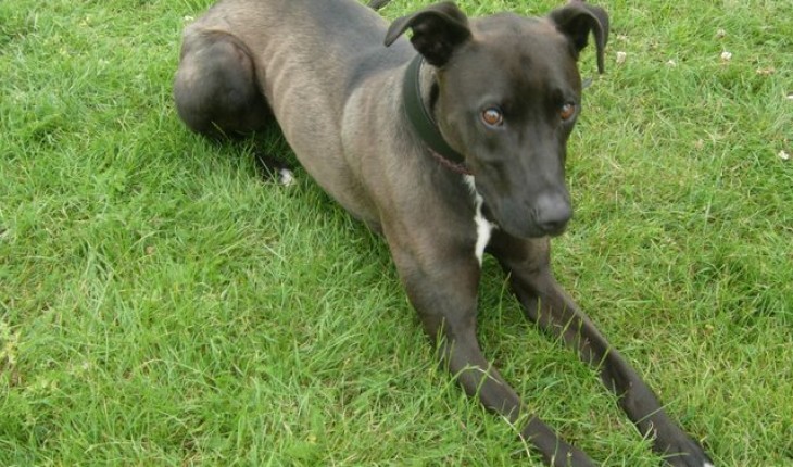 Riley – 2 year old male Greyhound cross Staffordshire Bull Terrier dog ...