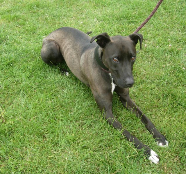 Riley – 2 year old male Greyhound cross Staffordshire Bull Terrier dog ...