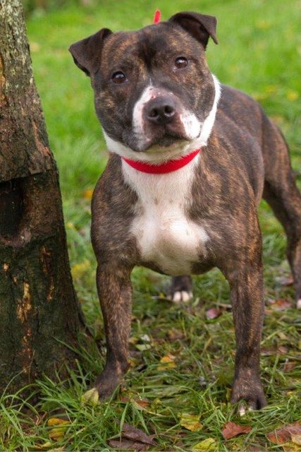 Oliver – 4 year old male Staffordshire Bull Terrier dog for adoption