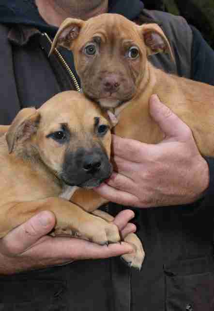 ava puppy large breed