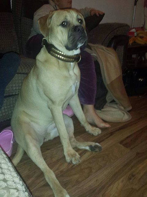 Daisy - 1 year old female Mastiff cross American Bulldog ...