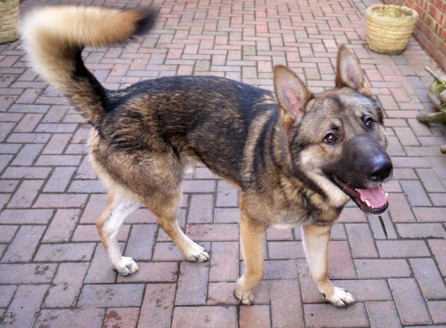 Cookie - 15 month old male Akita cross German Shepherd Dog available