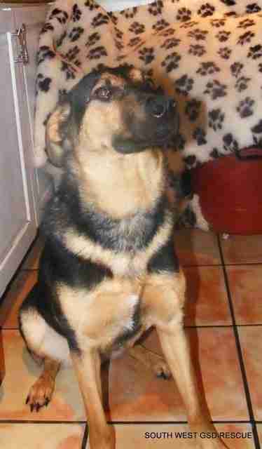 southwest gsd rescue