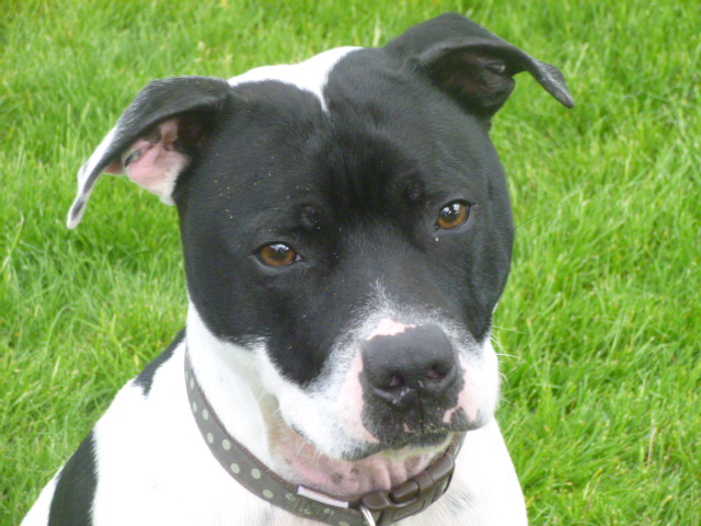 Posts by West Norfolk RSPCA Re-homing Centre | Dogs for Adoption ...