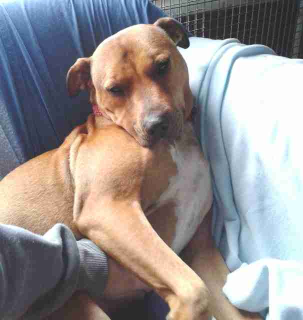 Terrier Staffy Ridgeback Mix Staffy Ridgeback Terrier