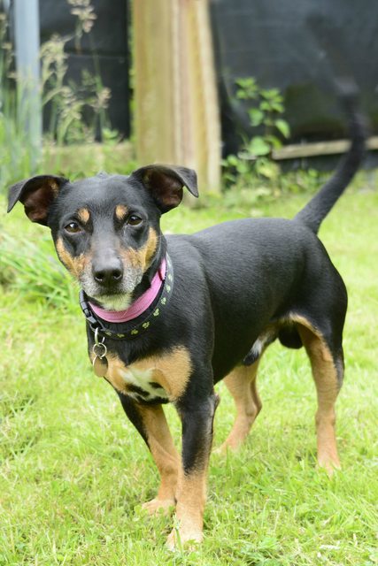 Posts by Leicester Animal Aid | Dogs for Adoption & Rescue - DogsBlog ...