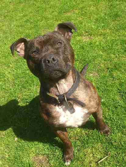 RSPCA Suffolk East and Ipswich Branch - Dogs for Adoption - dogsblog