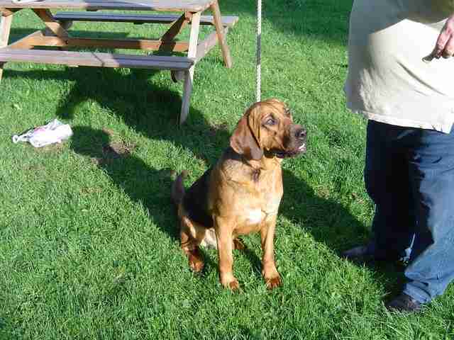 cane corso bloodhound mix