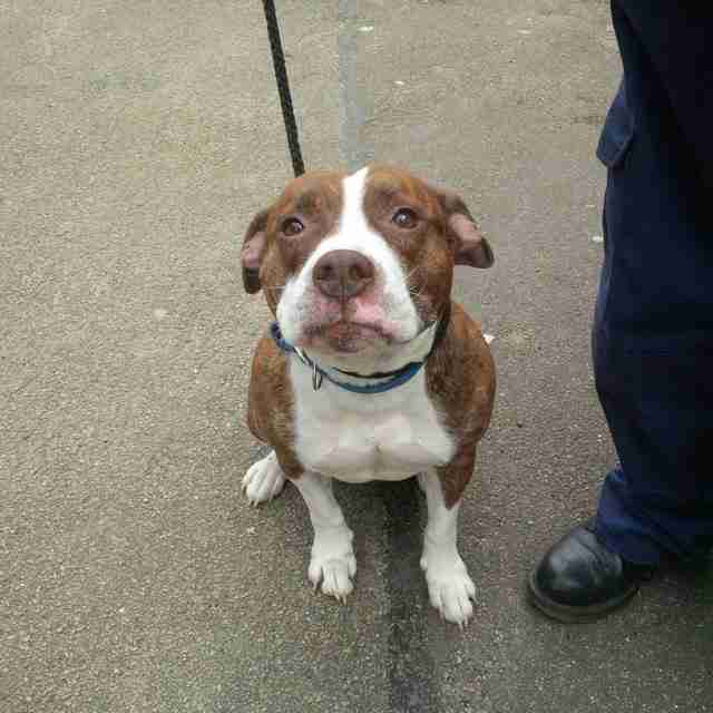 Roxy 5 year old female Boxer cross Staffordshire Bull Terrier available for adoption