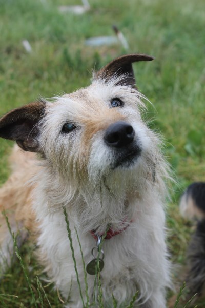 Posts by Freshfields Animal Rescue Centre Liverpool | Dogs for Adoption ...