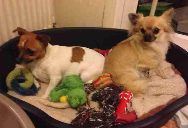 Alfie And Suzy 2 Year Old Male Chihuahua And 2 Year Old Female