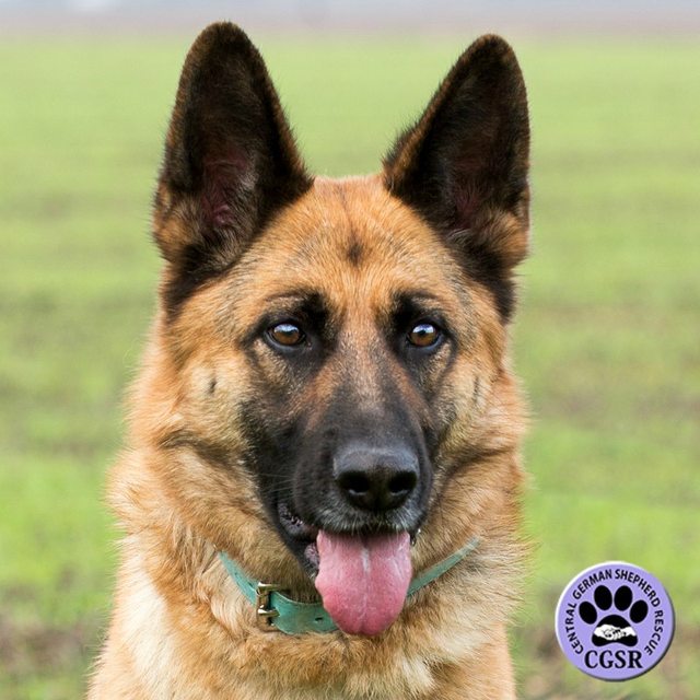 Jess – 2 year old male German Shepherd Dog dog for adoption