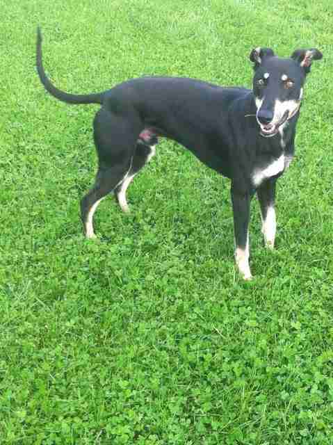 Stanley 3 Year Old Male Lurcher Cross Saluki Available For Adoption