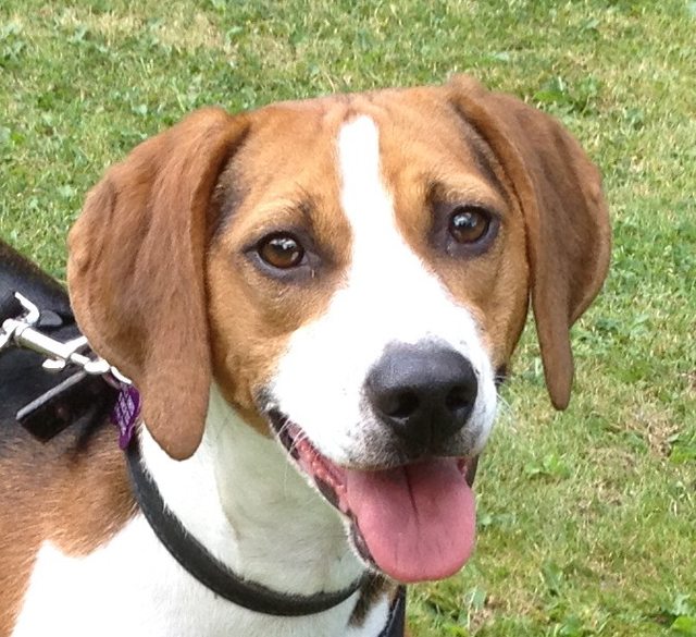 Belle - 12-15 month old female Foxhound Cross available for adoption