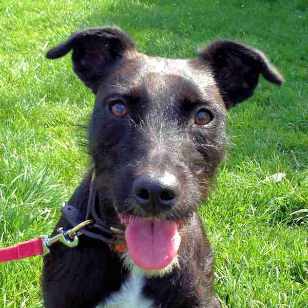 Mayhew Animal Home Dogs for Adoption Page 20 of 106