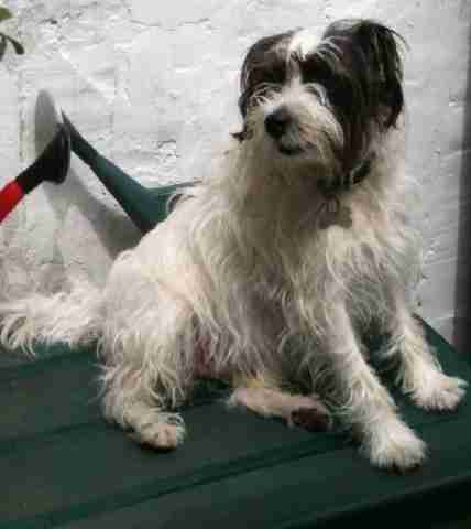 Search Results For Se Dogs For Adoption Rescue Dogsblog Com