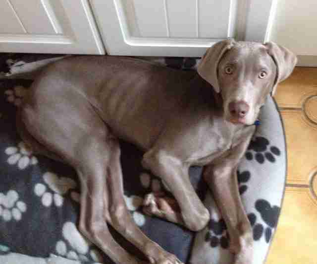 Charlie 5 month old male Weimaraner Cross available for