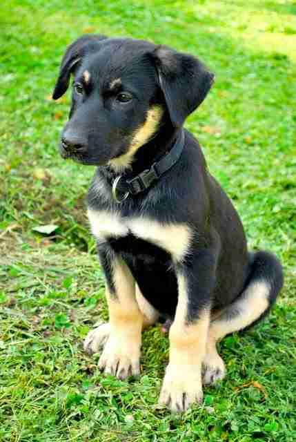 german shepherd cross springer spaniel