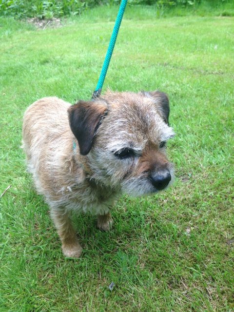 Jojo - 8 Year Old Female Border Terrier Available For Adoption