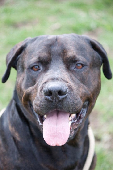 Troy – 4 year old male Mastiff cross Rottweiler dog for adoption