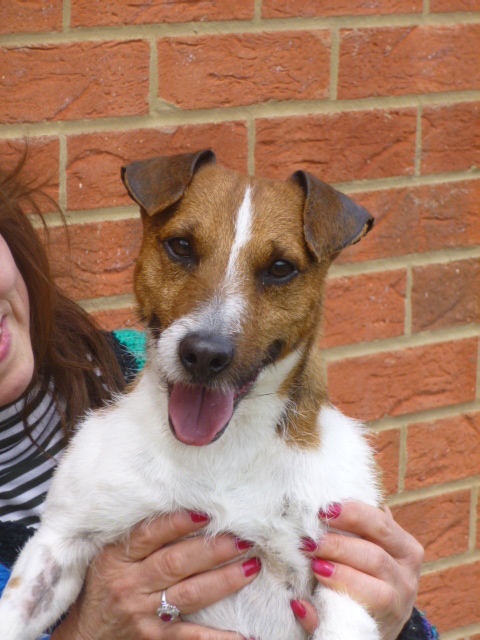 west-norfolk-rspca-re-homing-centre-dogs-for-adoption-dogsblog