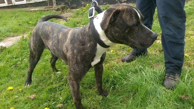 Buster - 1 year old male Mastiff cross Staffordshire Bull Terrier ...