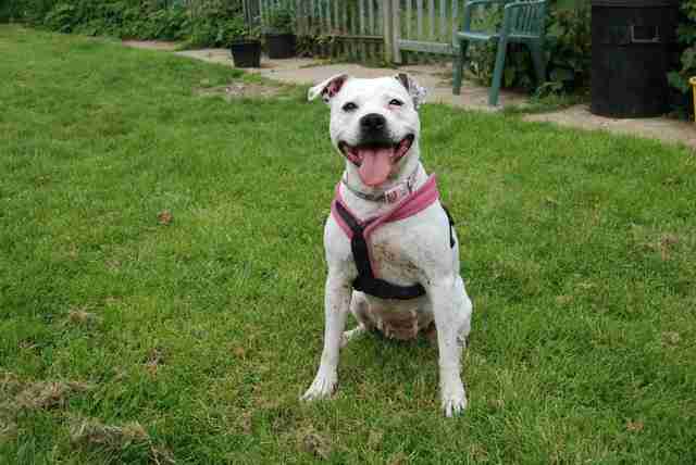 Ellie 8 year old female Staffordshire Bull Terrier