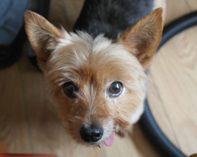 Maisie – 10 year old female Yorkshire Terrier dog for adoption