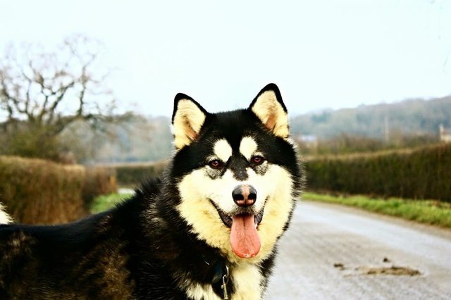 Marley - 2 year old male Alaskan Malamute available for ...