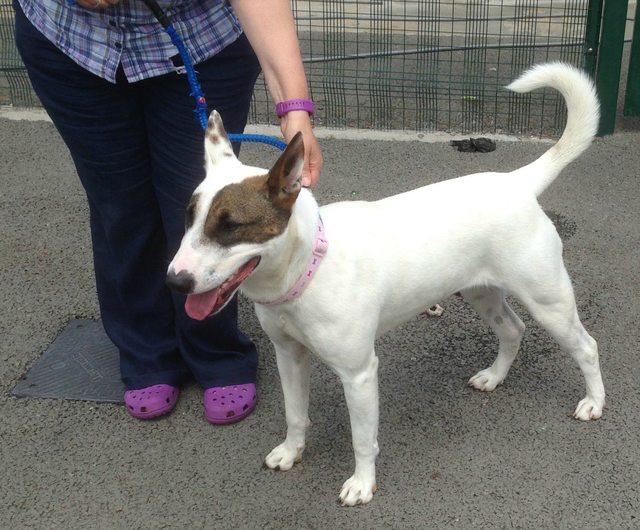 Holly - 12-18 month old female English Bull Terrier cross Akita