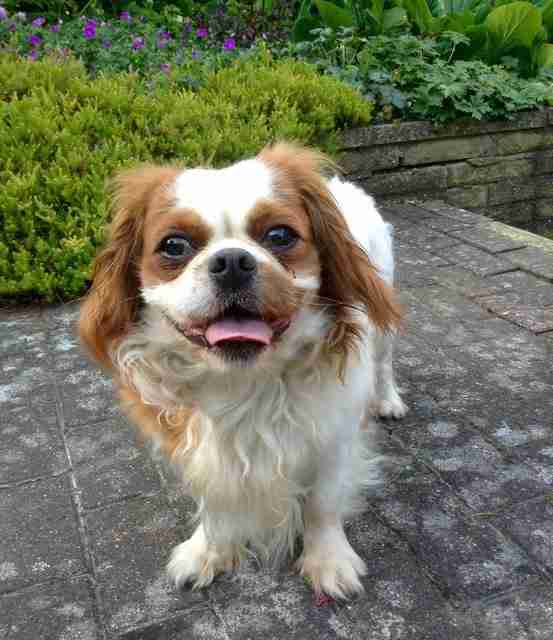 Pops 45 year old male Cavalier King Charles Spaniel available for