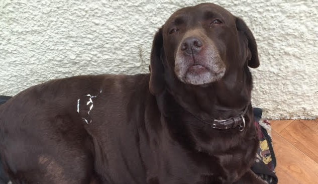 Scooby Doo 10 year old female Labrador available for