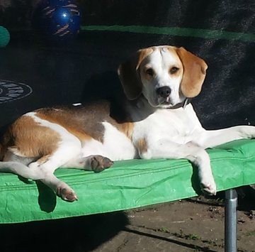 Lilly - 1 year old female Beagle available for adoption