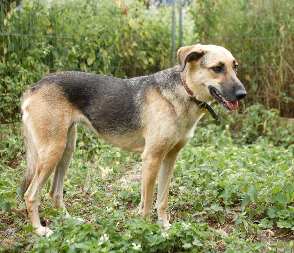 saluki german shepherd mix