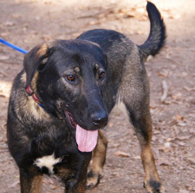 Wish – 3 year old female German Shepherd Cross dog for adoption