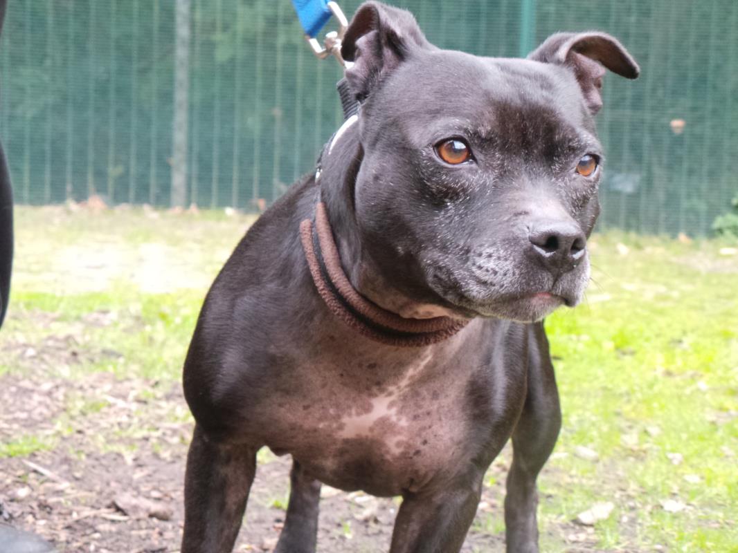 Isadora - 8 year old female Staffordshire Bull Terrier available for ...