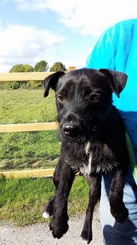 Yak – 18 month old male Patterdale Terrier dog for adoption