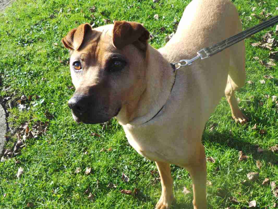 Buster 11 year old male Shar Pei Cross available for adoption