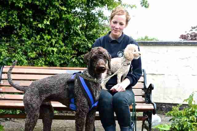 Leicester Animal Aid Dogs for Adoption