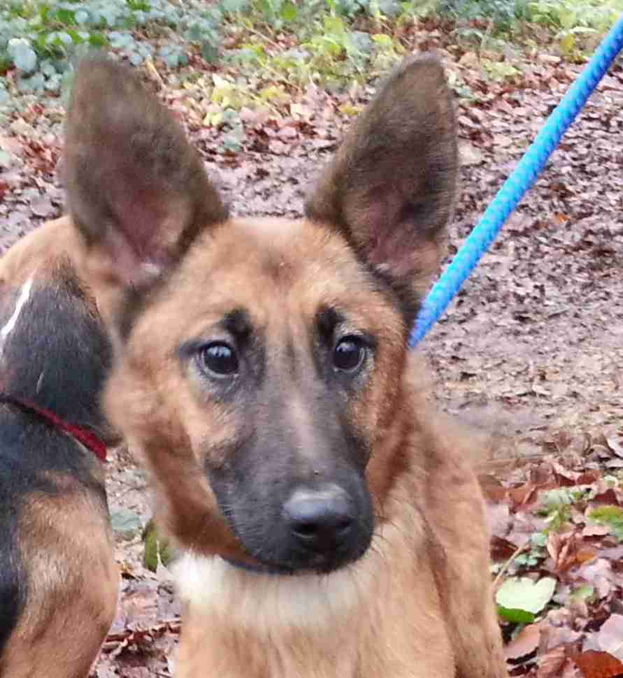 animal alley german shepherd