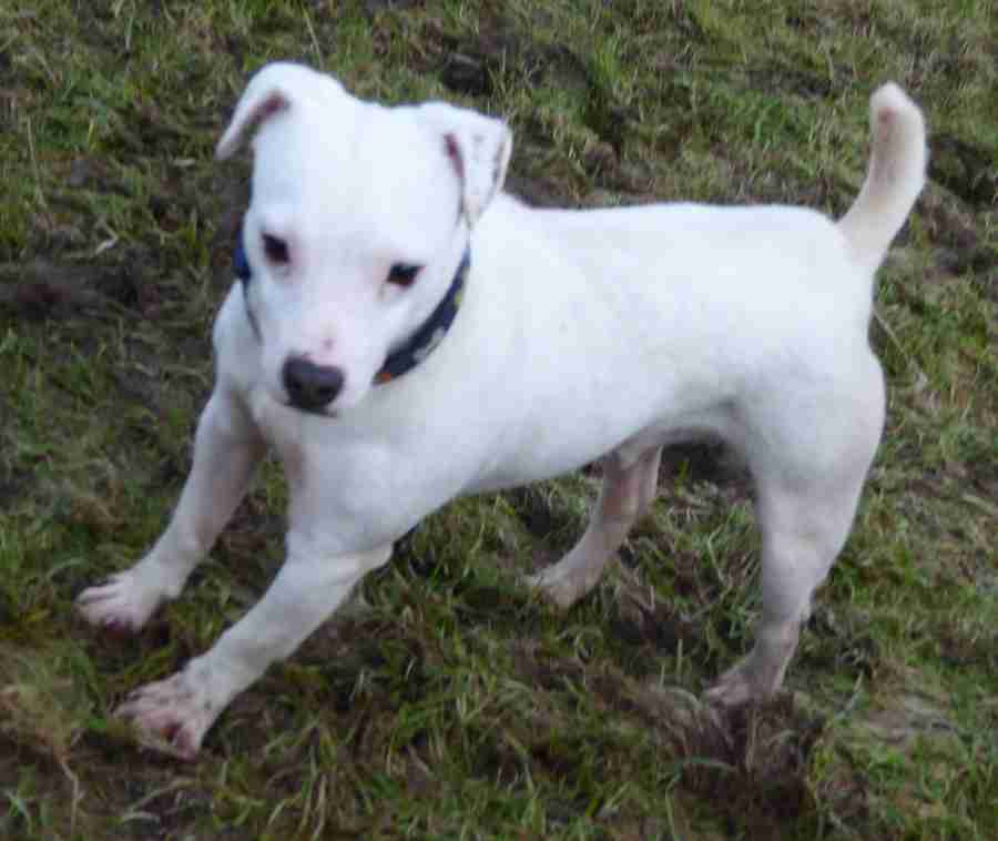 Charlie 45 year old male Jack Russell Terrier cross Patterdale
