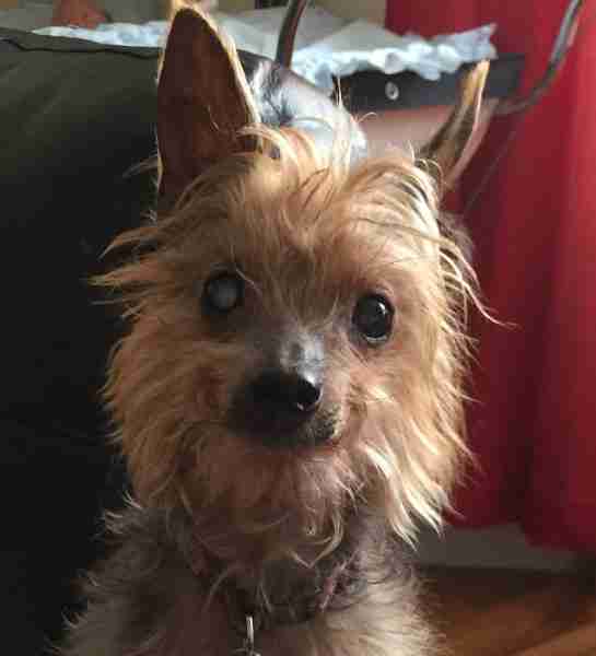 Lucy 12 year old female Yorkshire Terrier available for