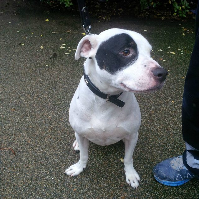 Domino – 3 year old male Staffordshire Bull Terrier Cross dog for adoption