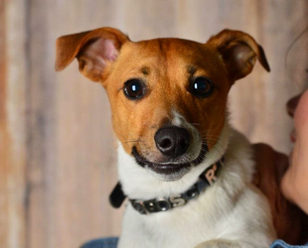 Nora – 4 year old female Jack Russell Terrier dog for adoption
