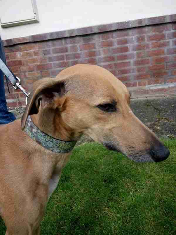 Evesham Greyhound and Lurcher Rescue Dogs for Adoption